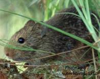 quantitative genetics