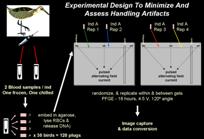 experimental design