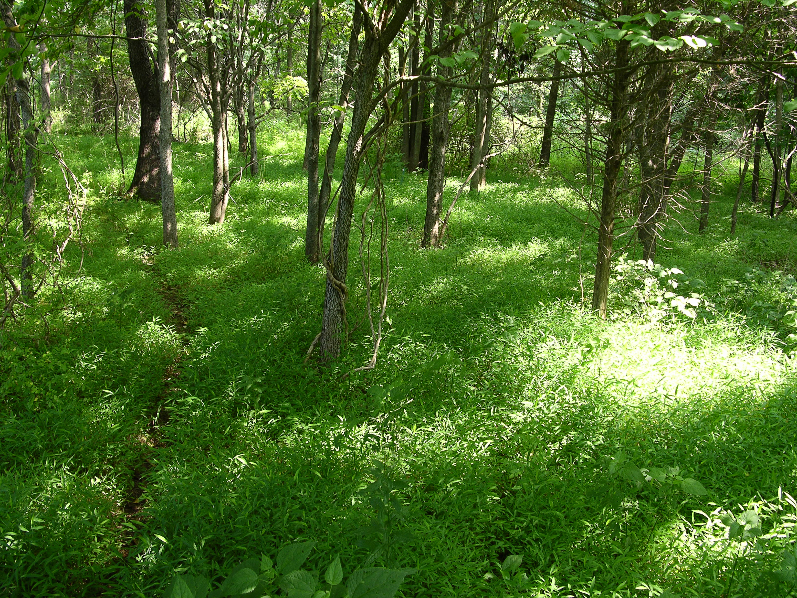 image of an invasive plant