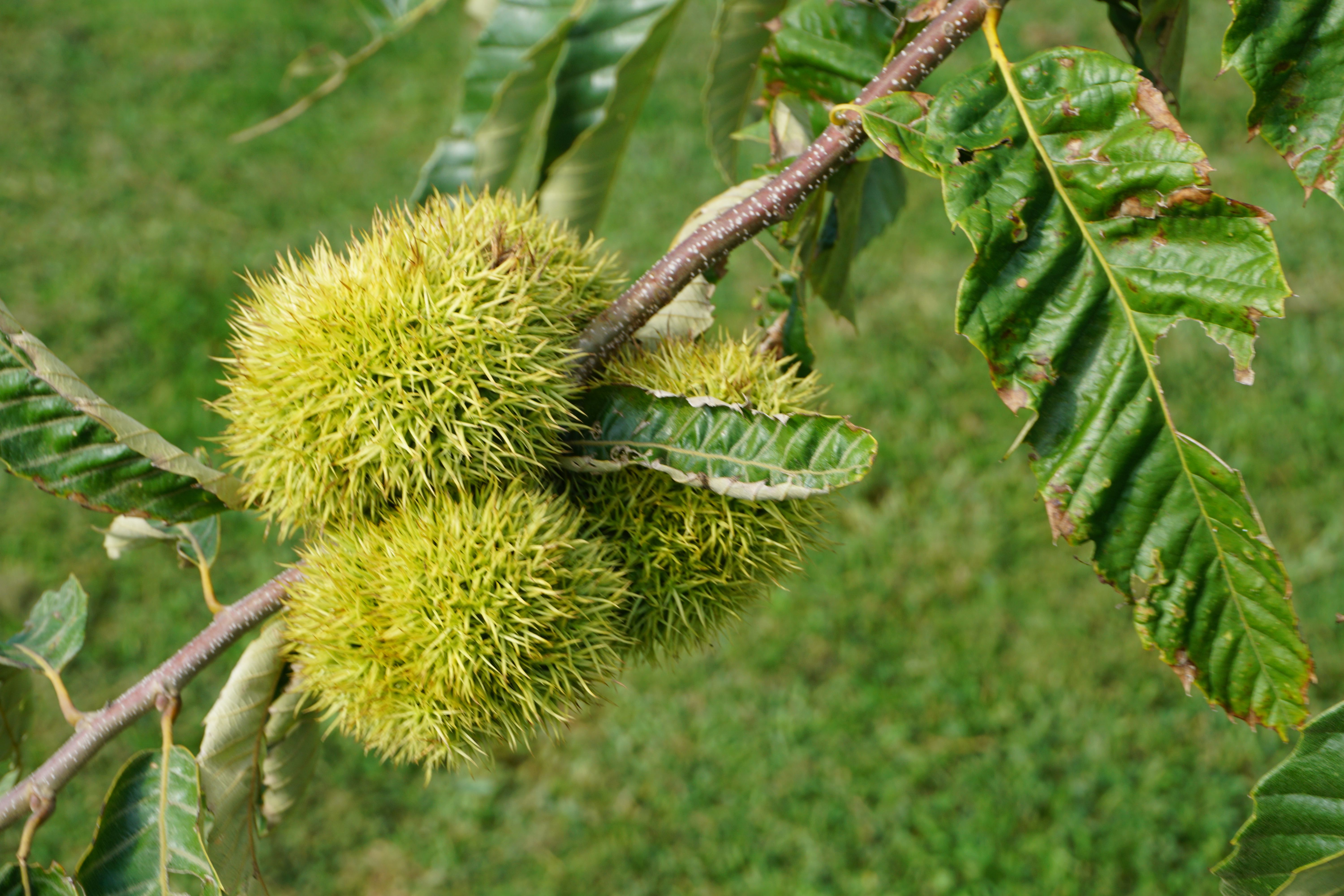image of sustainable nuts