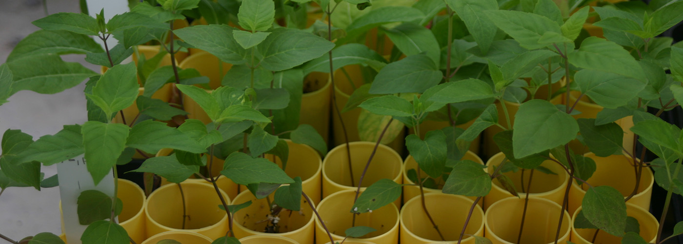 image of Plant-microbe interaction experiment