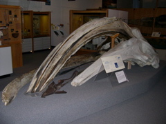 DSCN0013.JPG