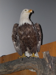 DSCN0017.JPG