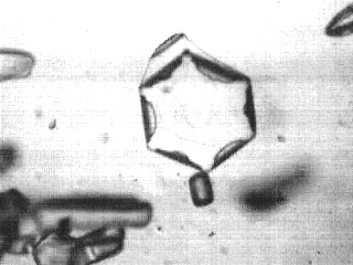 tristan's flakes # 7