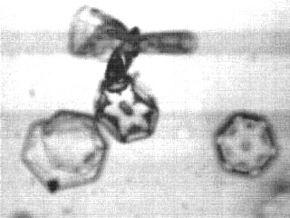 tristan's flake # 5