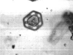 tristan's flakes # 8