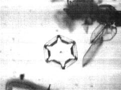 tristan's flakes # 9