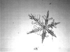 snowflake1