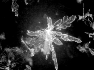 snowflake(22)