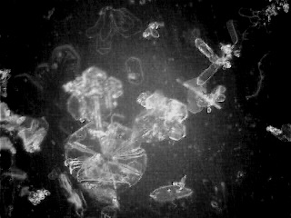 snowflake(26)