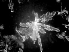snowflake(22)