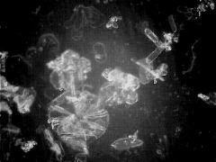 snowflake(26)