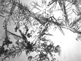 dowd_021908_3