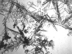 dowd_021908_3