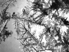 dowd_021908_5