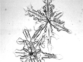 dendrite