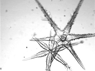 dendrite6