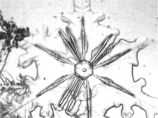 dendrite7