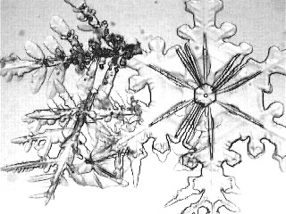 dendrite 8
